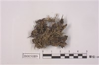 藏品(麩石蕊)的圖片